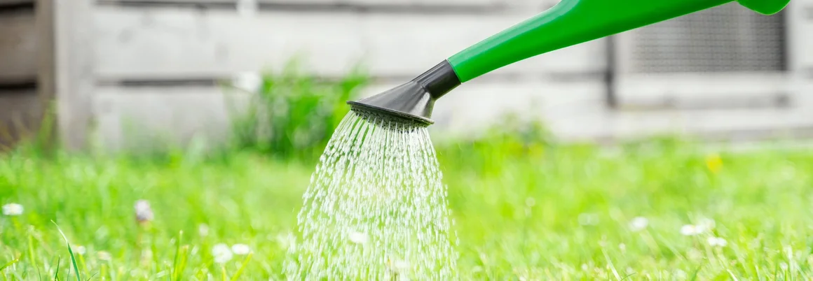 Grüne Gießkanne wässert Rasen